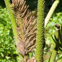 Brazilian Giant-rhubarb